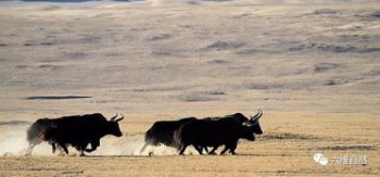 Ұ��ţ����ţ��ʲô��ͬ ����ţ����Ұ��ţ��ѱ����