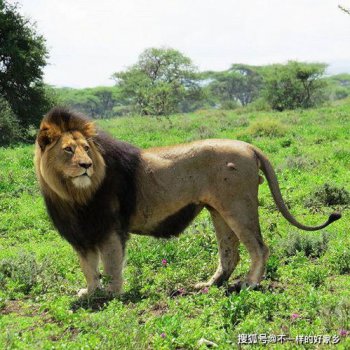 ����ʨ�Ͷ�����˭�� ����ʨ���ͱȶ���������