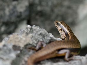 �Ľ����ж��� ��û�ж��Ե�