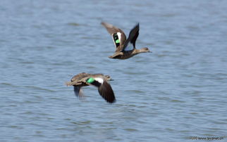 ҰѼ�ӻ���� �ܽ��г�;��Ǩ�����