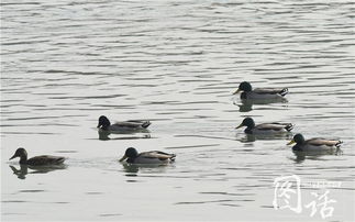 ҰѼ�ӻ���� �ܽ��г�;��Ǩ�����