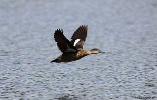 ҰѼ�ӻ���� �ܽ��г�;��Ǩ�����