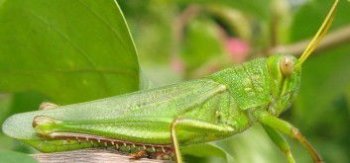 ��������滹�Ǻ��� ��ʳ�ö��С���������