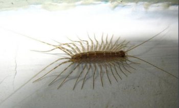 ��������滹�Ǻ��� ��ʳ�ö��С���������