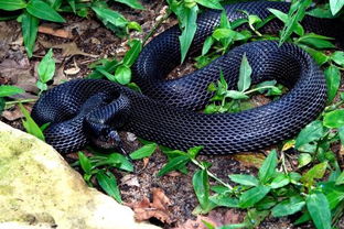 �������޶��ߵ����� �����ж��ߺ��޶������ȿ�����