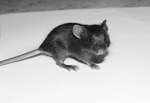 �����������ʲô���� ��������Я���ļ�����Ͳ����Ȱ����