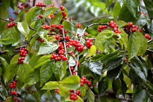 �����̶���ʵ�ܳ��� ���ֹ�ʵ����һ���Ķ��Բ���ʳ��