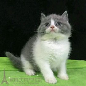 Ӣ��è����Ǯһֻ ����Ӣ��è���ۼ�һ����5000Ԫ����