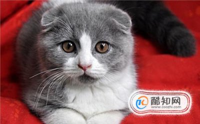 �۶�èΪʲô������ �ܶ��˾�˵�۶�è��������