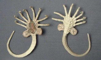 ��������ʵ������ �������п����Ǵ��ڵ�