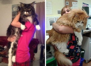 ����������è�ж��� ����è�ͽӽ�700��