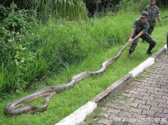 世界上最大的蟒蛇 网纹蟒最长14.85米