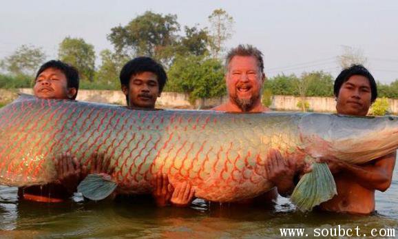 巨骨舌鱼攻击人吗 世界上体型最大的淡水鱼