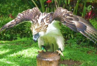 ʳԳ�񲻽���ʳԳ�� ����һ�ֻṥ��С���ĵ�