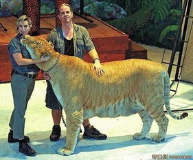 ʨ���޿��������� ��ʨ�Ӻ��ϻ���������