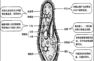 草履虫靠什么呼吸 靠身体的表膜呼吸