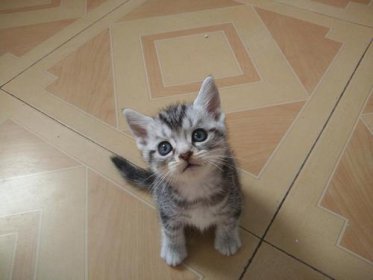 美短猫多少钱一只 赛季的需要8000至12000元