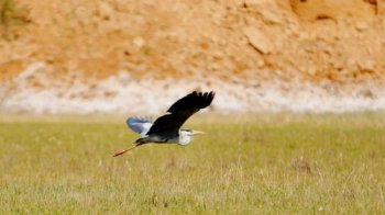 �����Ǽ����������� ���Ҷ�����������