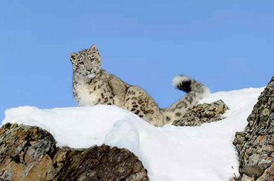 珠穆朗玛峰上有动物吗 哺乳动物53种、鸟类206种、两栖动物8种