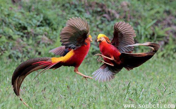 养红腹锦鸡犯法吗 世界上最美的鸟