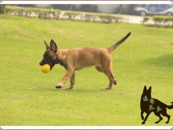 ��ȮΪʲô������Ȯ �ж��ǳ��������Խ�����Ȯ