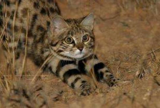 ����è��ս����ǿ���� ����è���Ե�������