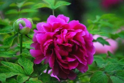 ��������ĵ������仰��������˭ ���Ƴ��ĸ�ʫ��д��