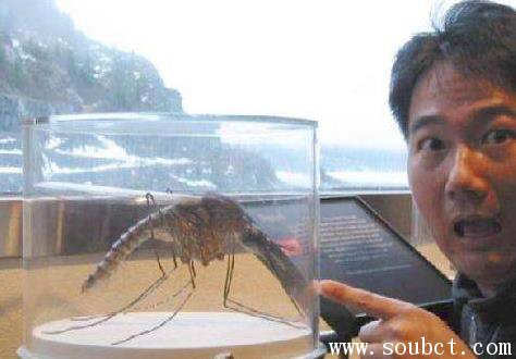 金腹巨蚊有多大 世界上最大的蚊子不吸血