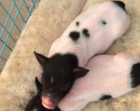 ����������Ǯһֻ ���忴��������