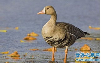 ������ʲô��˼ ��������������˼