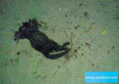 ����è�¼����� ���鵱���������¼�����