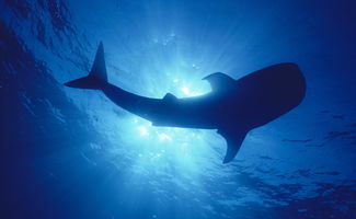 alice�����ҵ�ͬ������ ��û���յ��κδ�