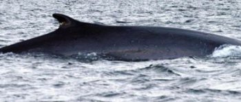 alice�����ҵ�ͬ������ ��û���յ��κδ�