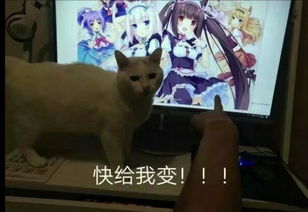 ���������˳�ɫ��ʲô�� �����˳�ɫɶ��˼