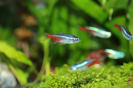 牙签鱼能吃吗 牙签鱼怕什么