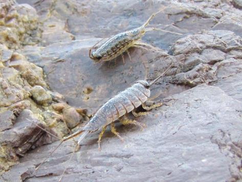 海蟑螂可以吃吗 海蟑螂是害虫吗