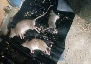 �����ô������� �򵥵ķ�������ʹ�����֮زز