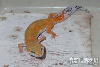 家养壁虎吃什么 虽然为五毒之一却对人无害