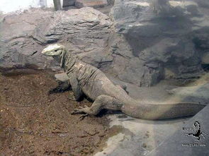 水巨蜥寿命多少年 寿命可达20年