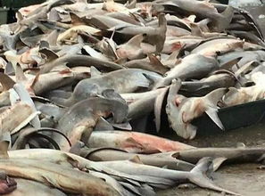 ��ͷ���Ǳ��������� �����Ҷ�����������