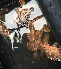 ʯ�Ź������Ǯһ�� ��ͬ�Ĳ��ؼ۸���������