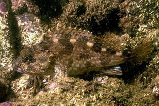 ʯ�Ź������Ǯһ�� ��ͬ�Ĳ��ؼ۸���������