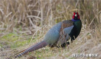 �ձ��Ĺ�����ʲô�� �ձ�ѡ����������Ϊ����