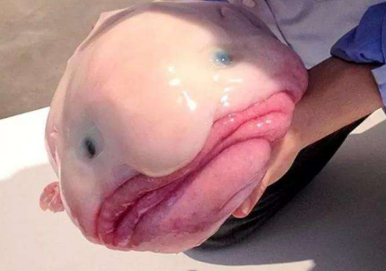 水滴鱼好吃吗 水滴鱼为什么这么丑