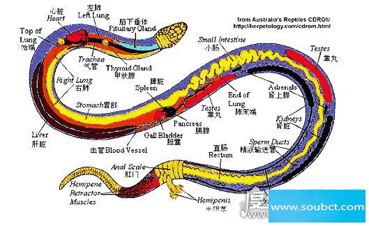 蛇的七寸位置示意图