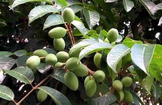 ��ɫ���������ʵ�¼��ı���� �����Ǹ�����ʵ�¼��ı��