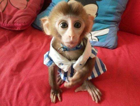 一个是南美洲的狨猴,一种是日本的袖珍石猴和南美的拇指猴.