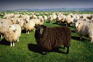 ���㷨����ʲô��˼ ��ʵ���㷨�������㺬��