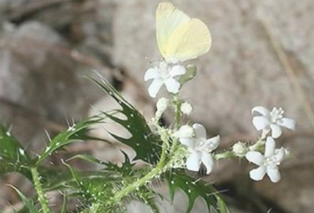 ��Ů�˻���ʲô��Ч ��Ů�˻�Ϊʲô�ж�