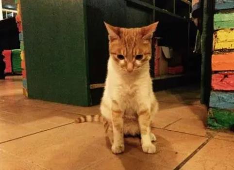 猫缘好的人阴德好 善待猫也是积阴德的一种